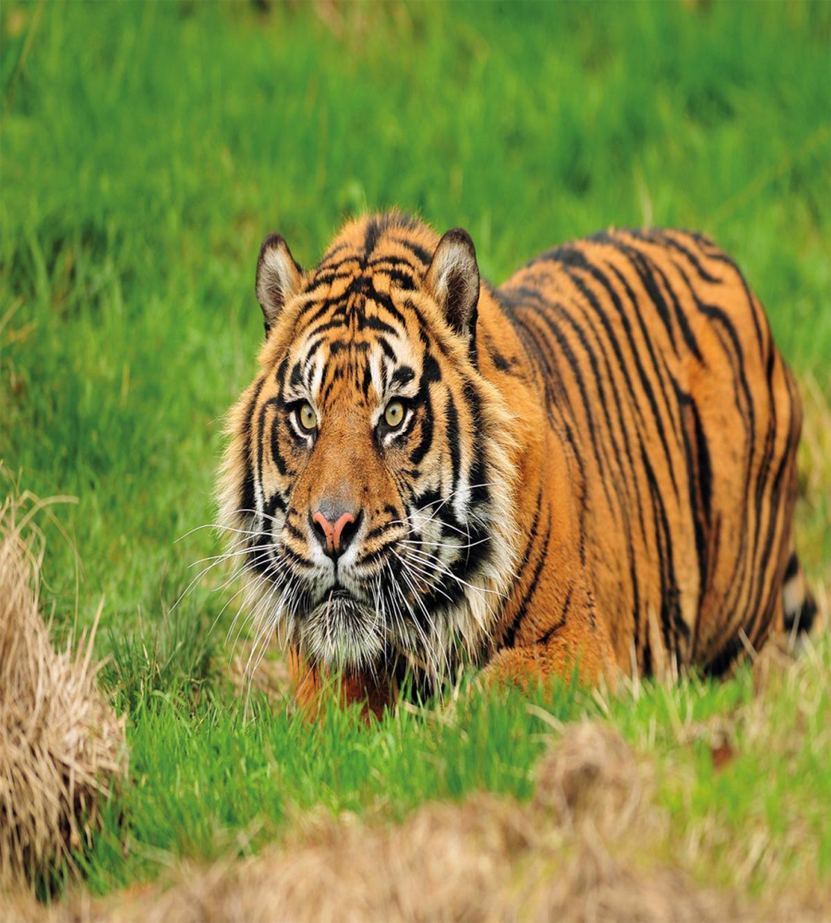 Sumatran Feline Ambush — Pattern