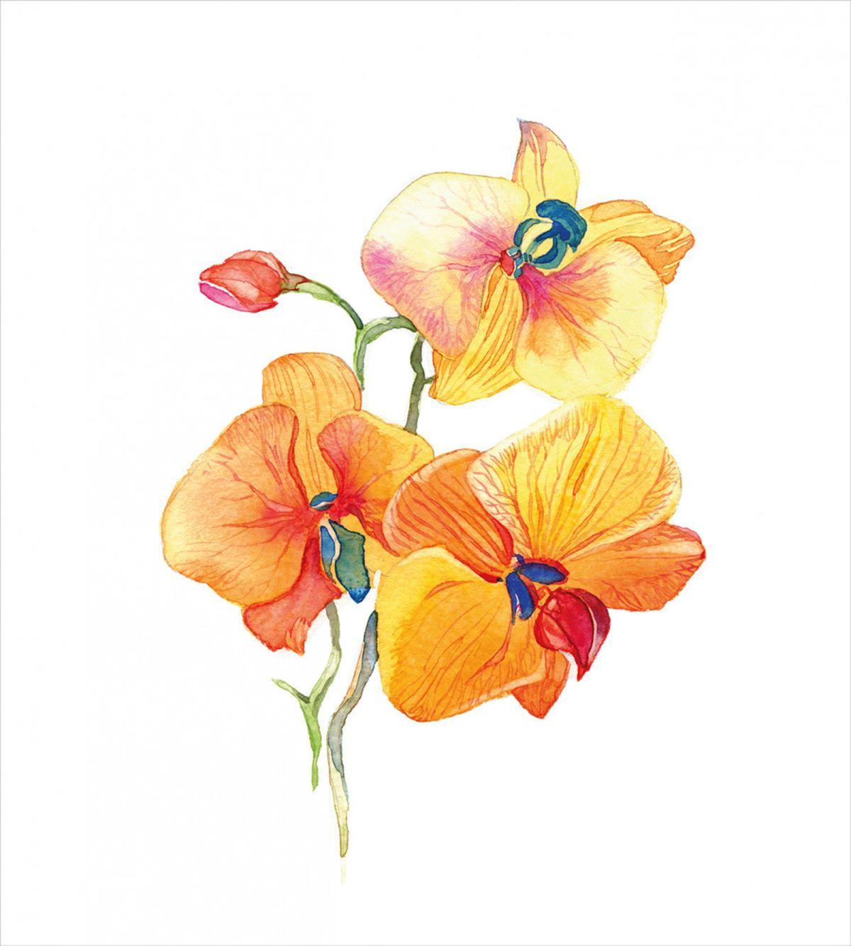 Orchid Petal Wild Exotic — Pattern