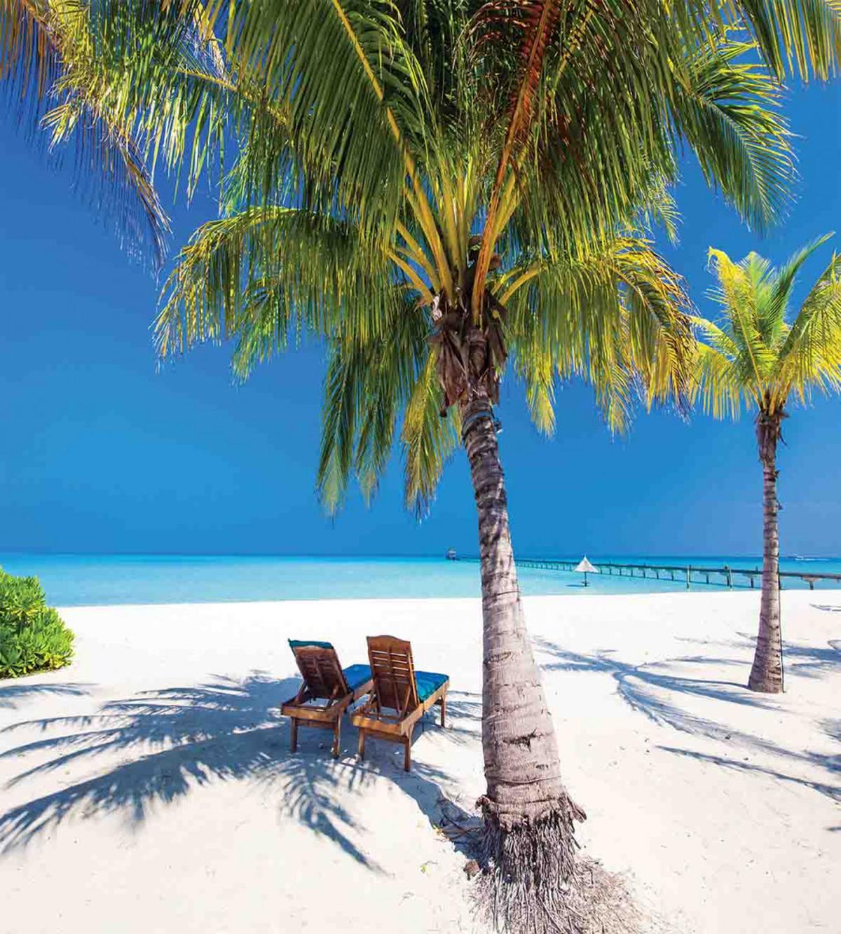 Island Palms Sunbeds — Pattern