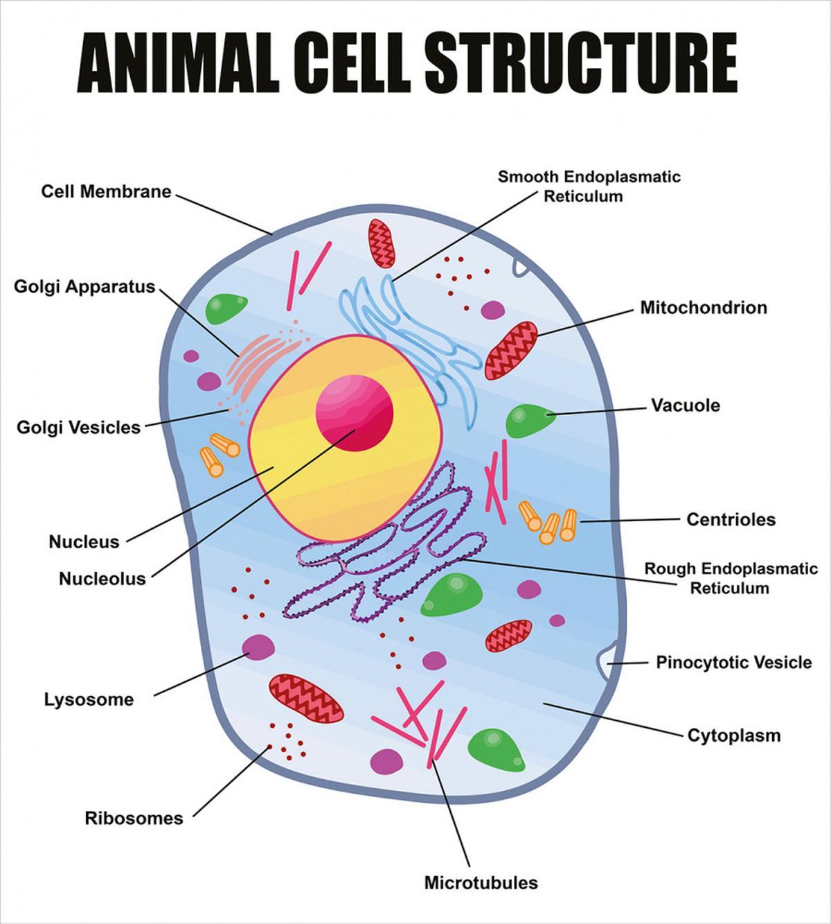 Animal Cell Study — Pattern