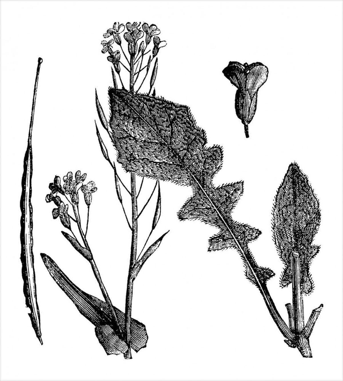 Root Vegetable — Pattern