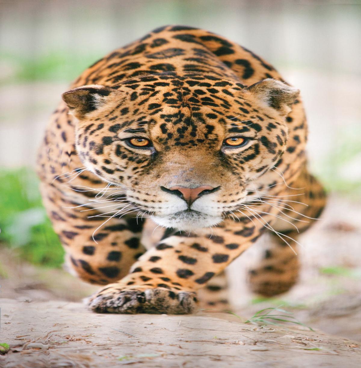 Jungle Fauna Predator Cat — Pattern