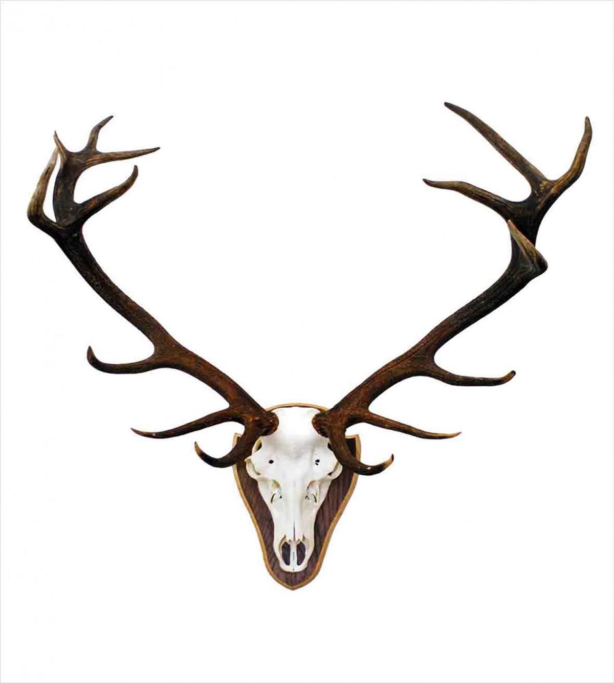 Deer Stag Bones Mounted — Pattern