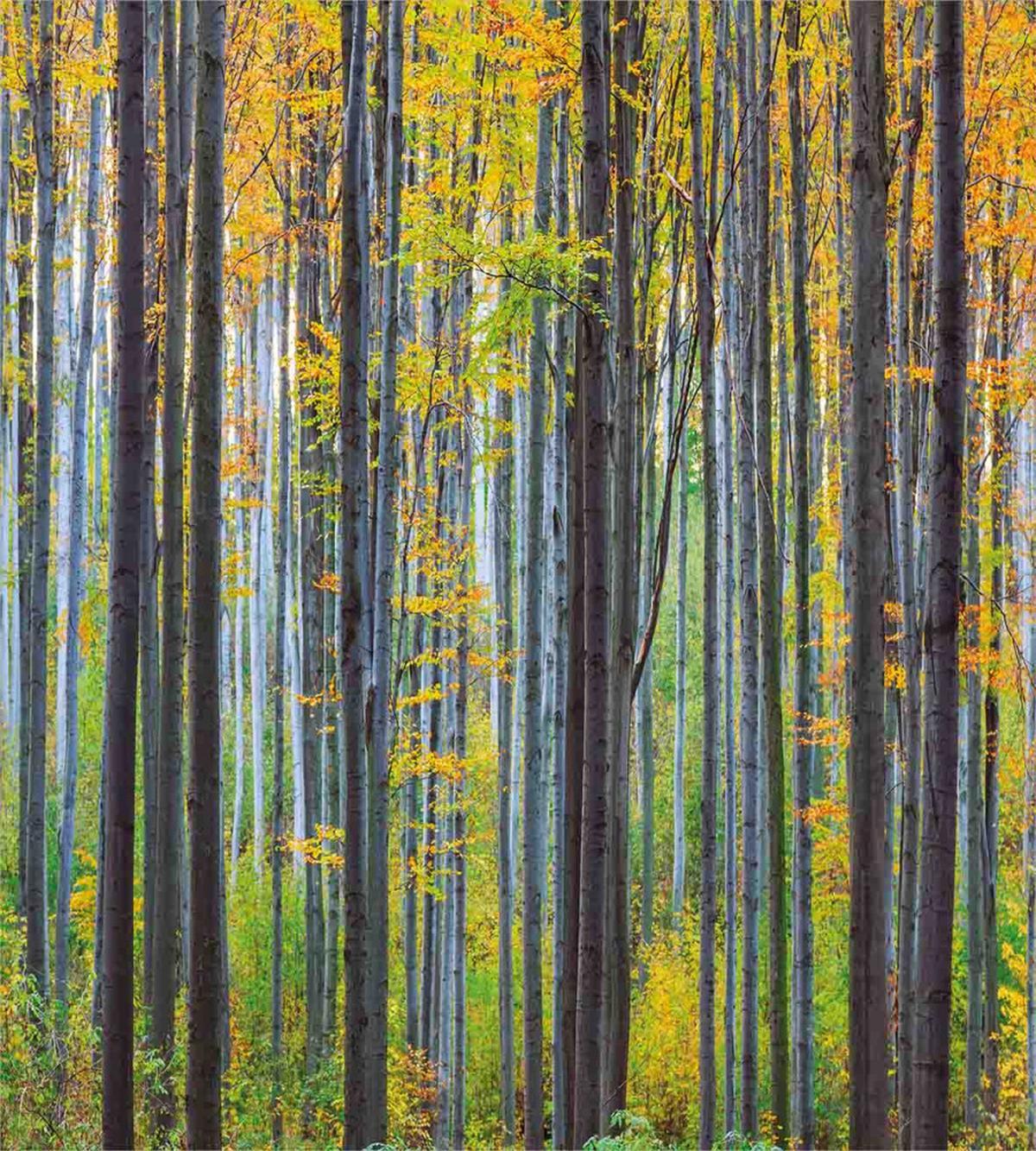 Autumn Season Beech Forest — Pattern