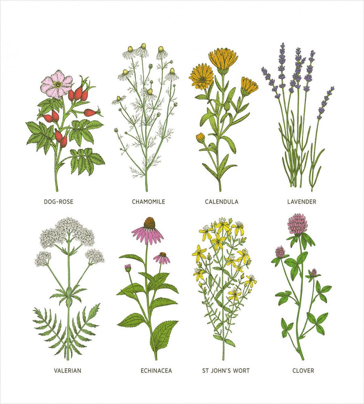 Natural Cosmetics Flowers — Pattern