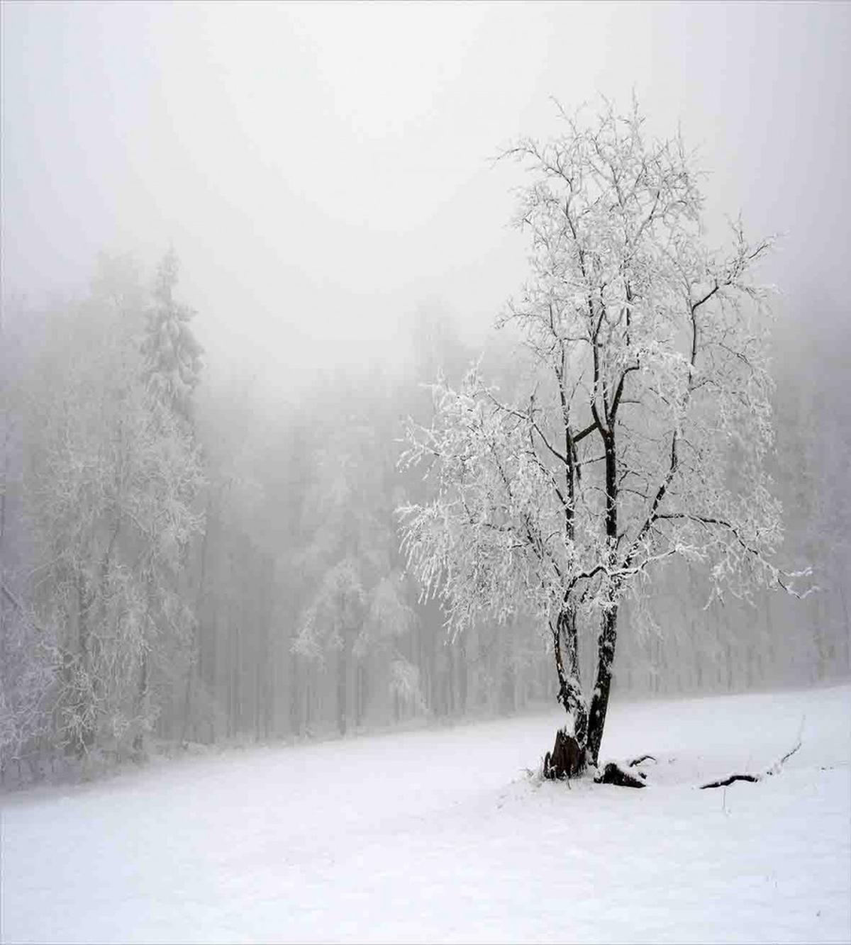 Winter Snowy Forest Cold — Pattern