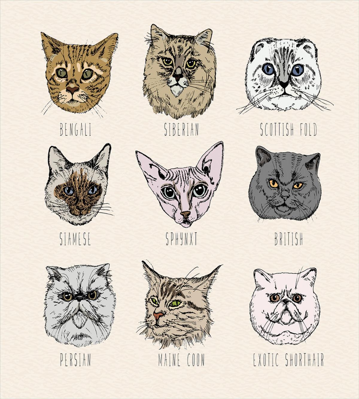 Pet Cat Portraits — Pattern