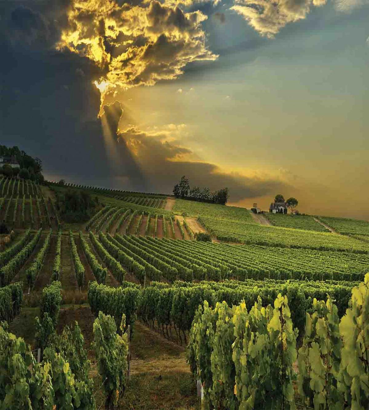 France Sunset Vineyard — Pattern