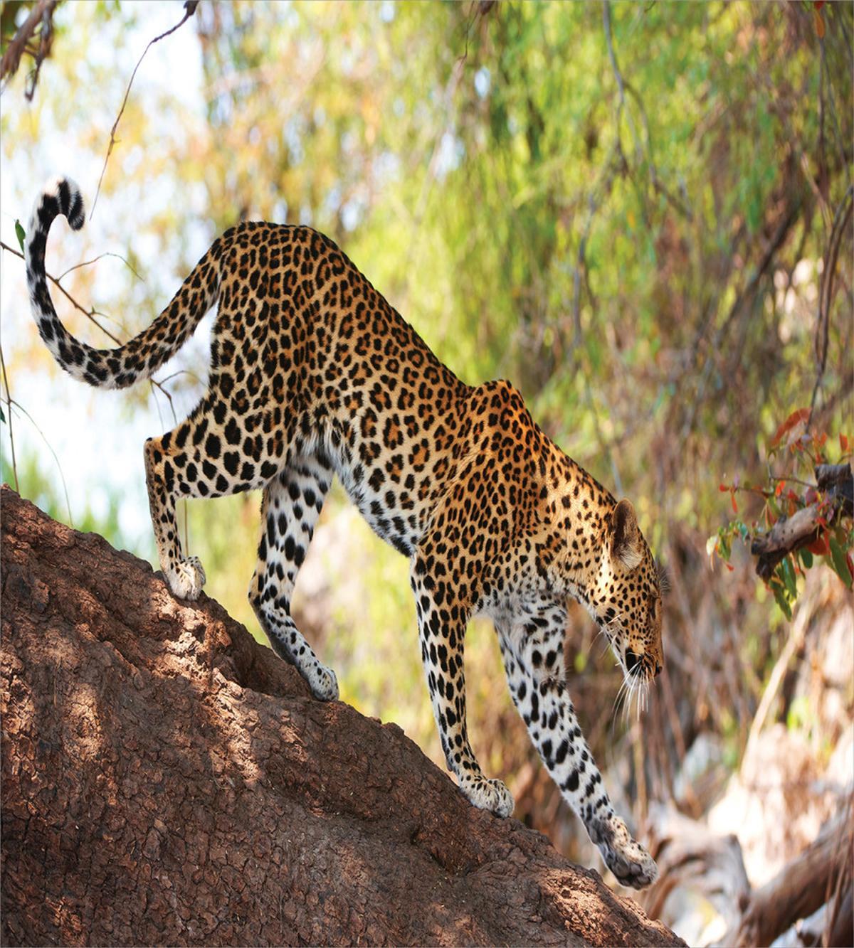 Leopard Tree Nature Reserve — Pattern