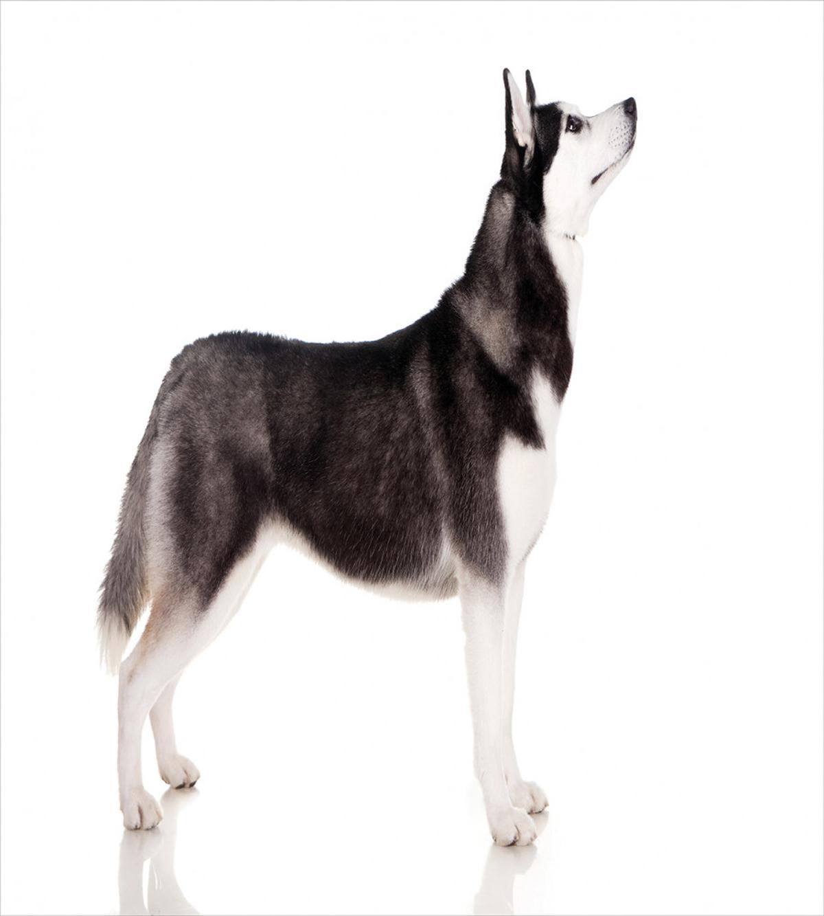 Arctic Animal — Pattern