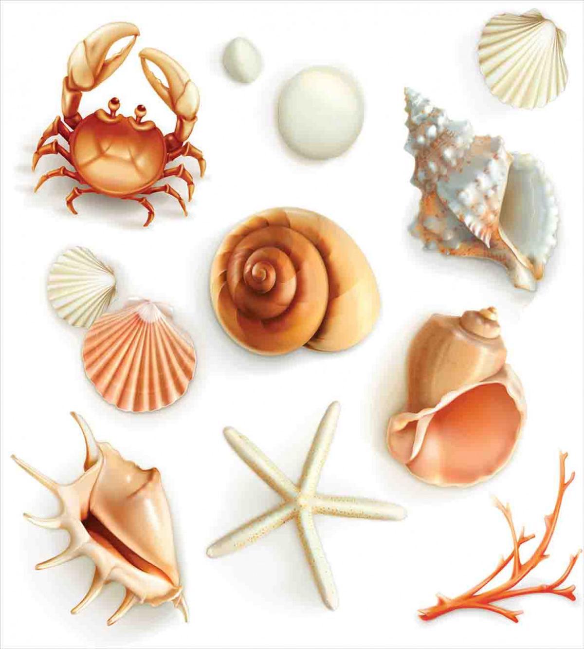 Seashells Marine Aquatic — Pattern