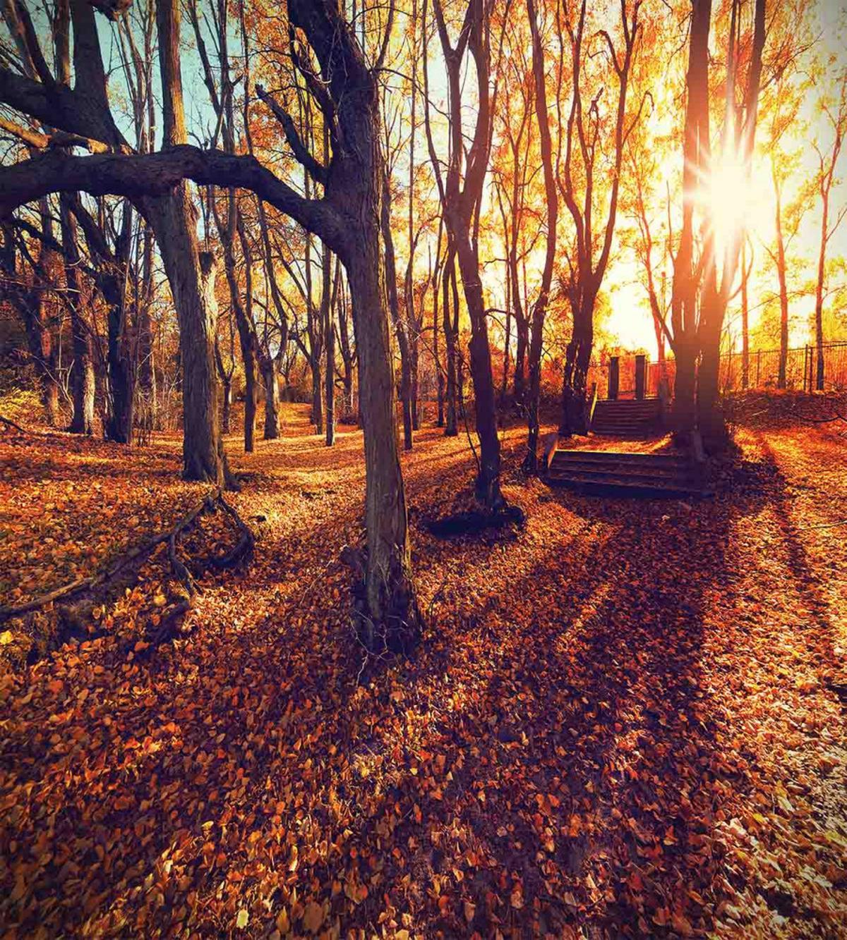 Sunset Forest Trees — Pattern