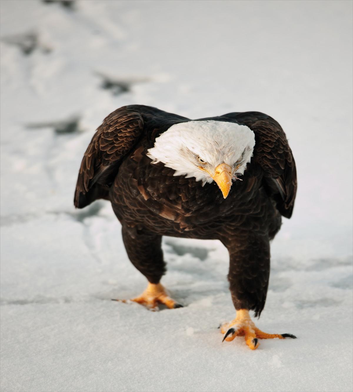 Majestic Birds Freedom — Pattern