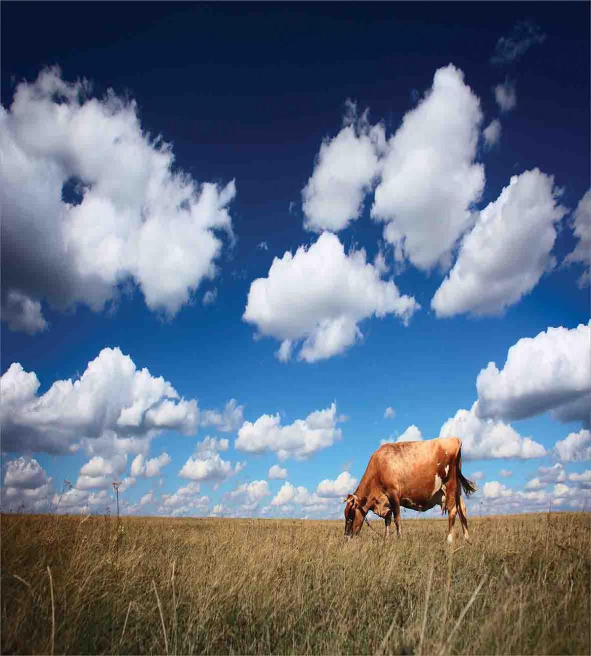 Cow Meadow Sky Clouds — Pattern