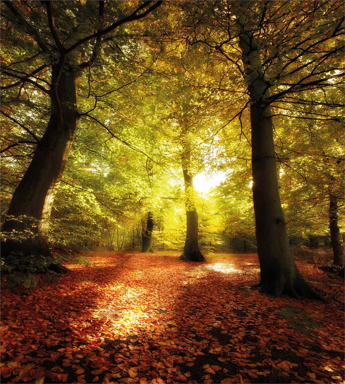 Blurry Forest Dreamy View — Pattern
