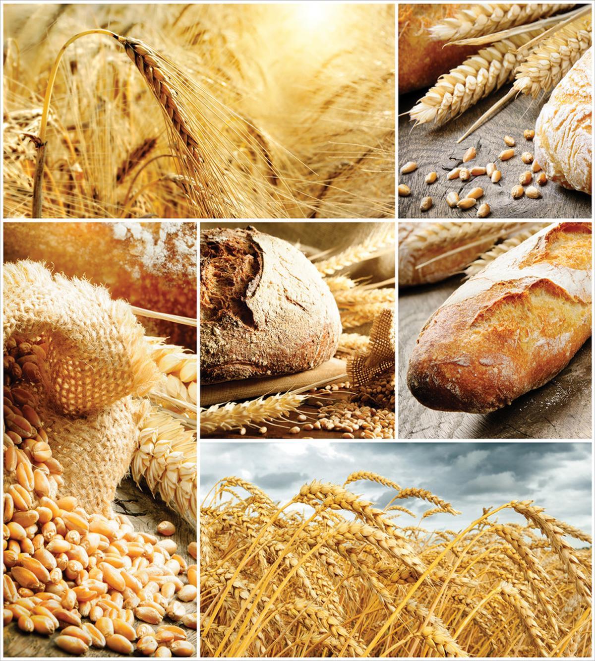 Bread Making Wheat — Pattern