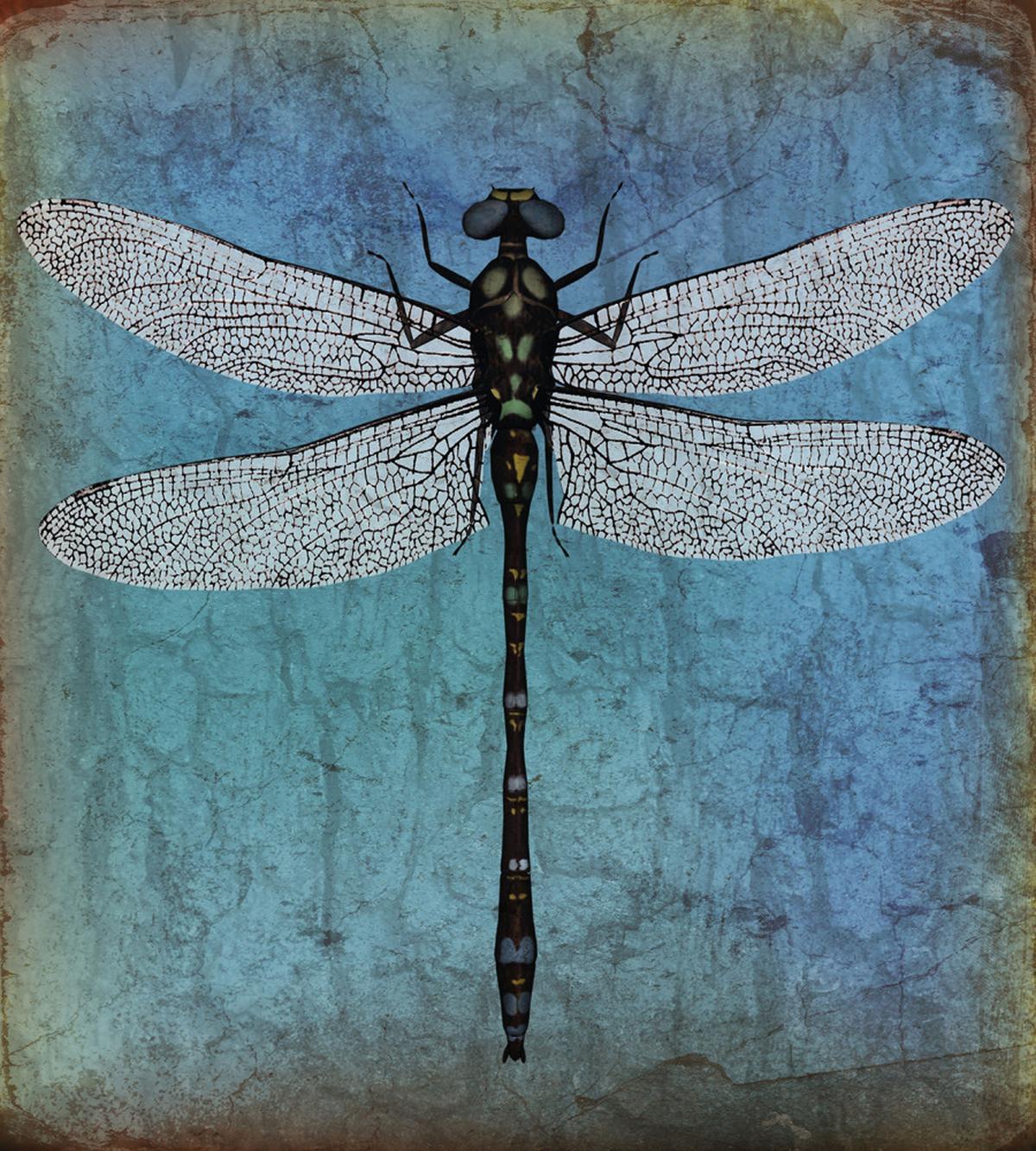 Dragonfly Bug Turquoise — Pattern