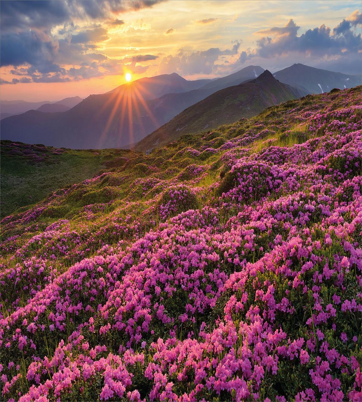 Flower Meadow Mountain — Pattern