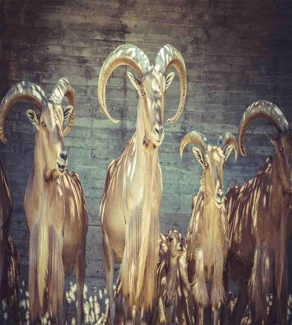 Capricorn Antlers — Pattern