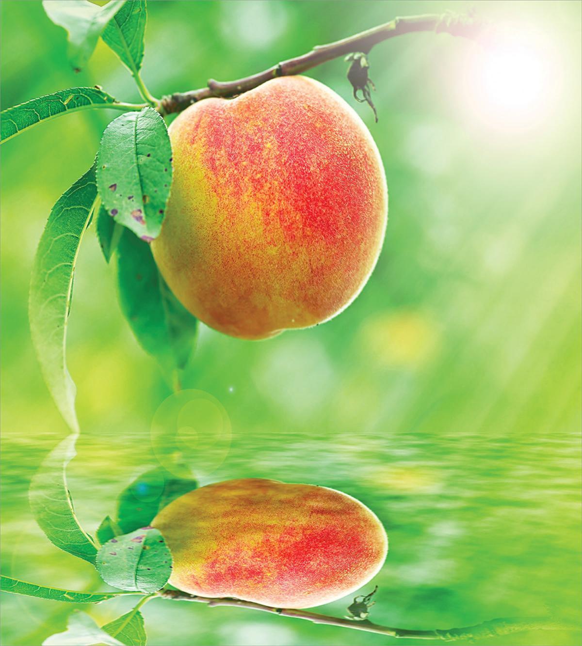 Ripe Nectarine on Branch — Pattern
