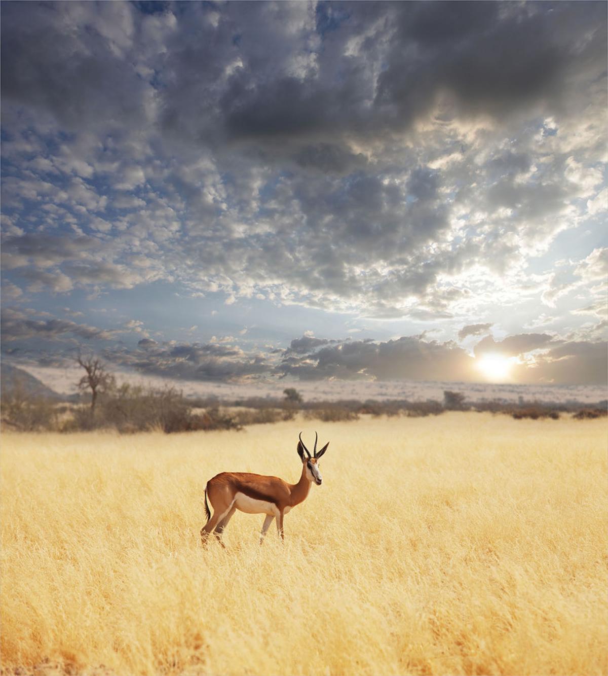 Antelope in Tranquil Nature — Pattern