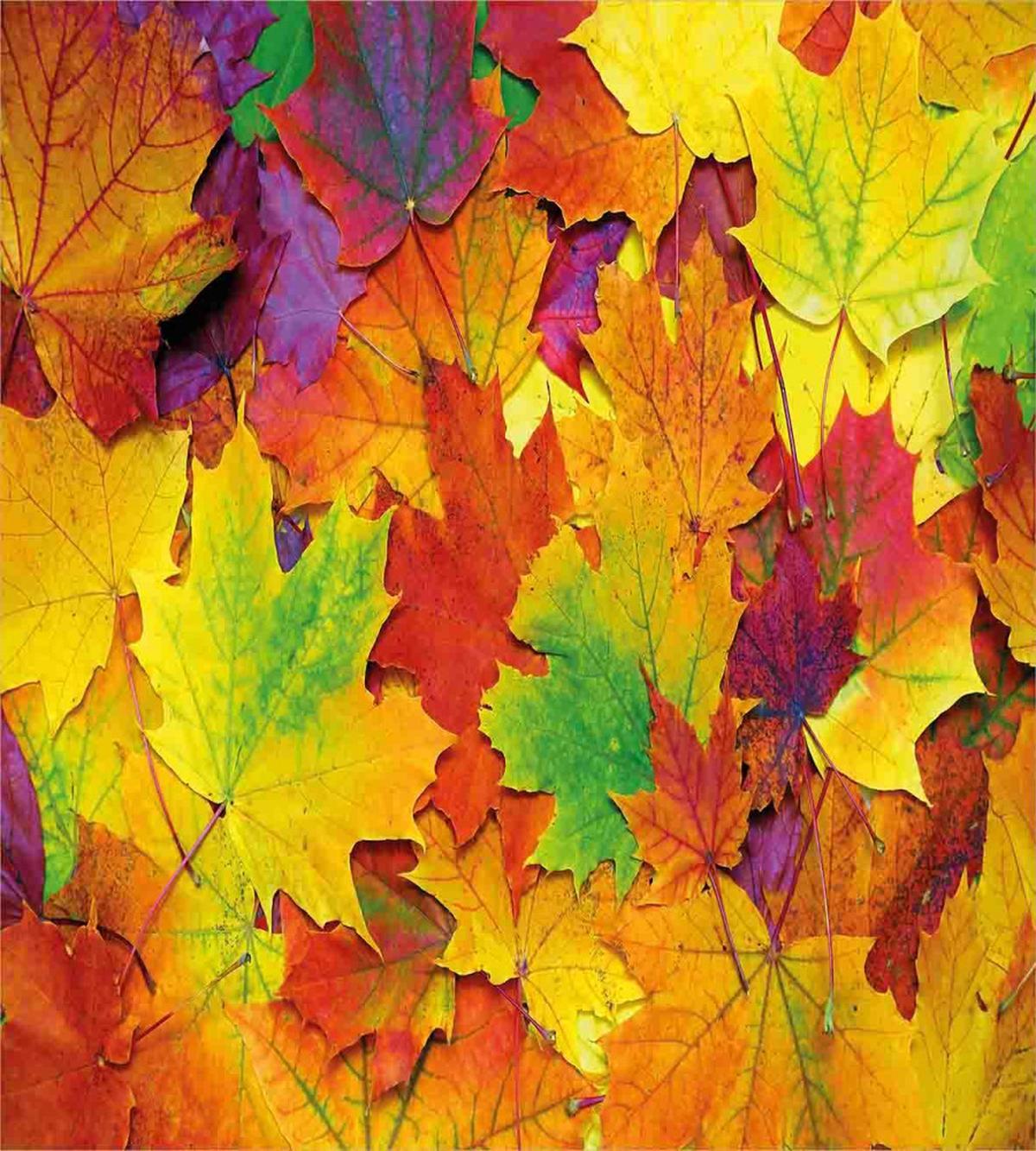 Colorful Maple Leaves — Pattern
