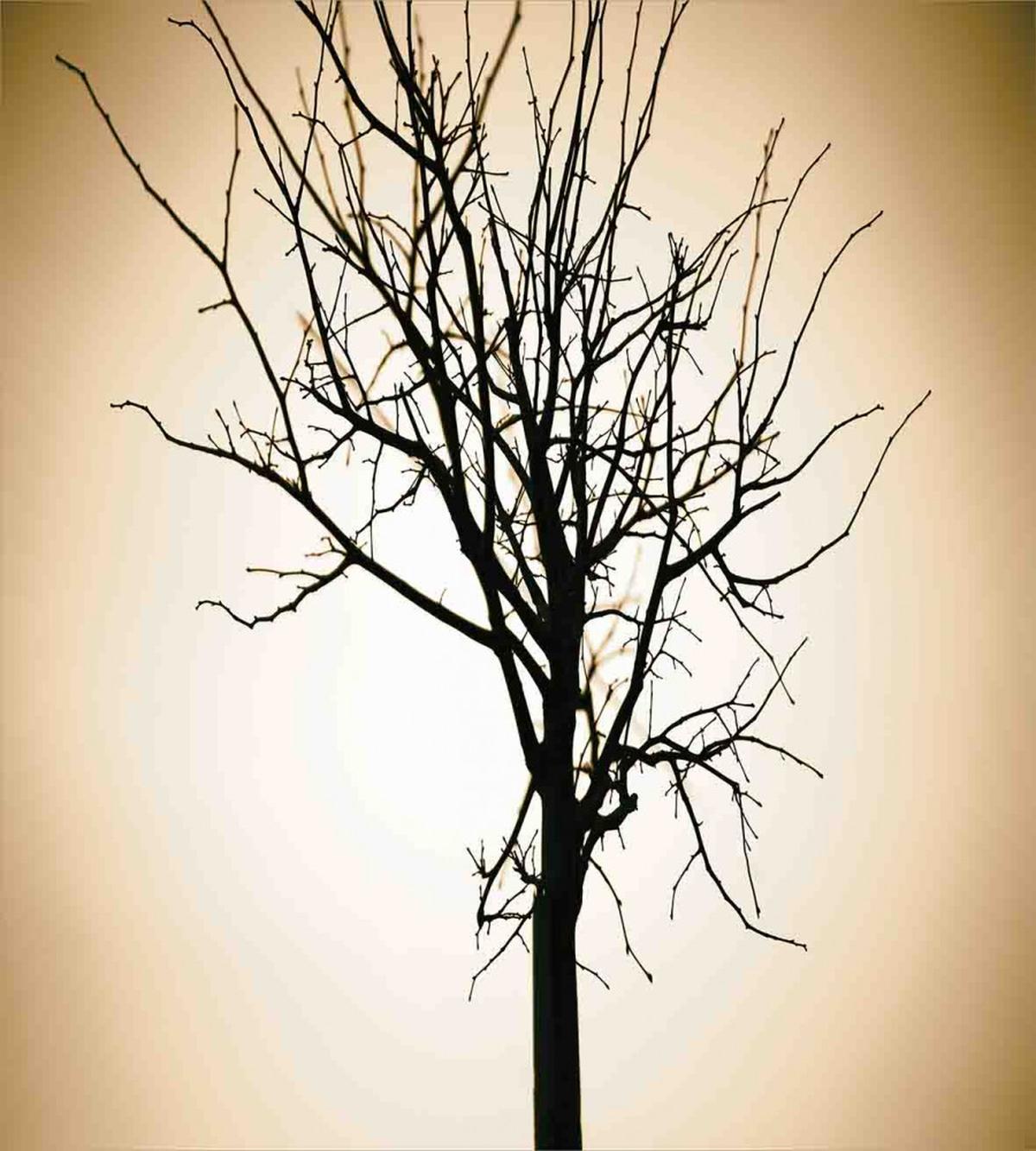 Barren Tree on Ombre — Pattern