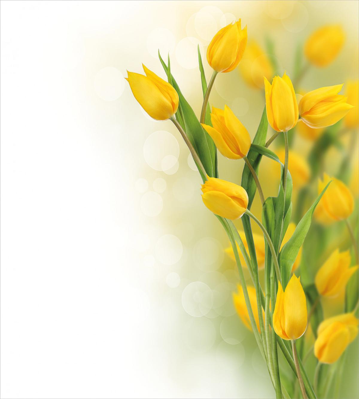 Romantic Tulips — Pattern