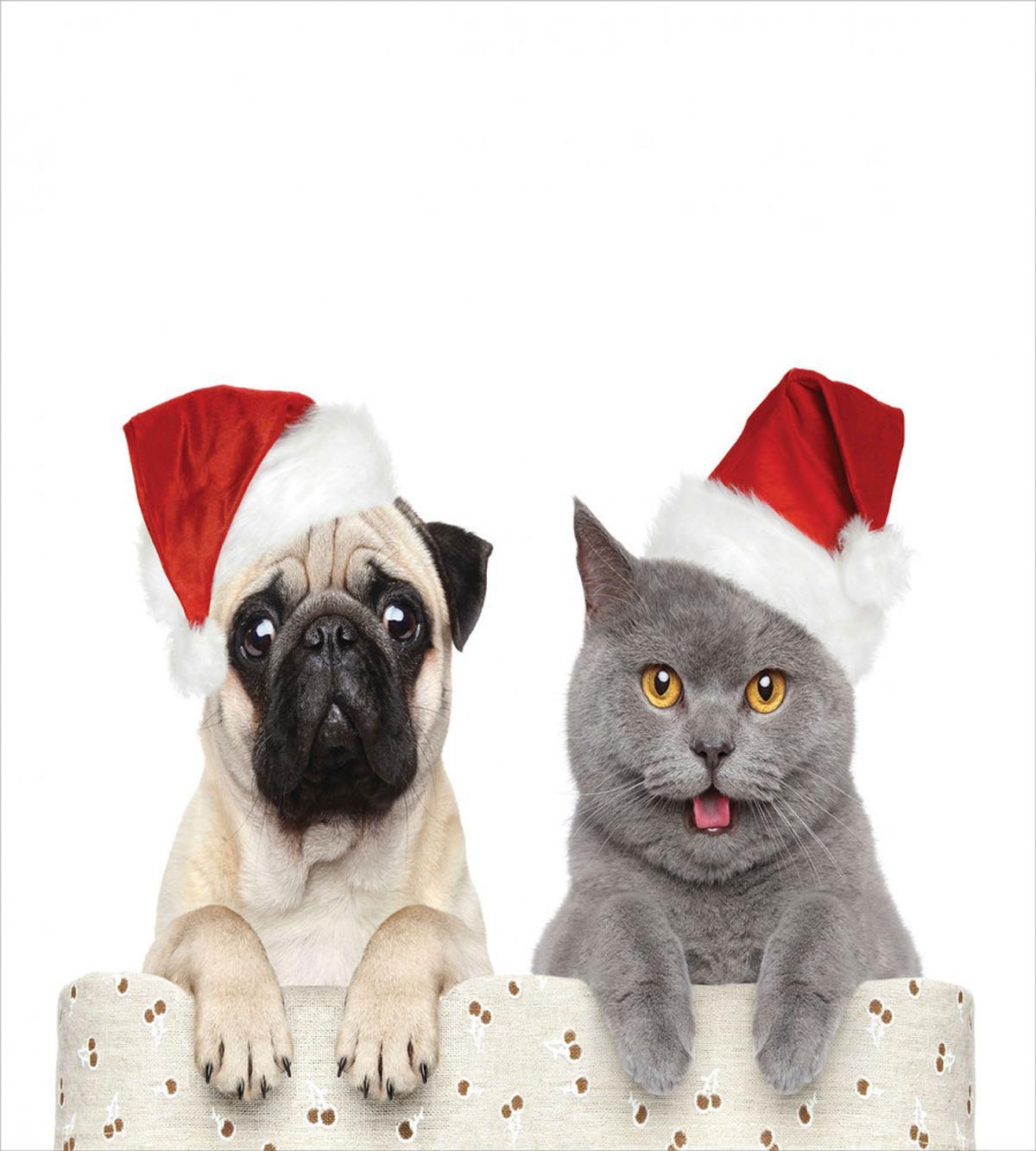 Christmas Themed Dog Photo — Pattern
