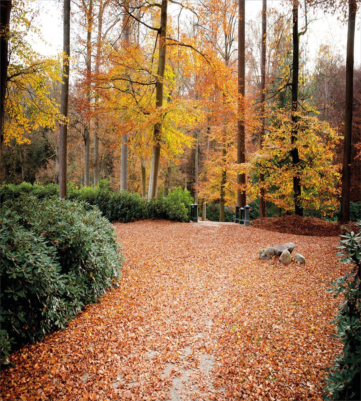 Autumn Forest Trees Fall — Pattern