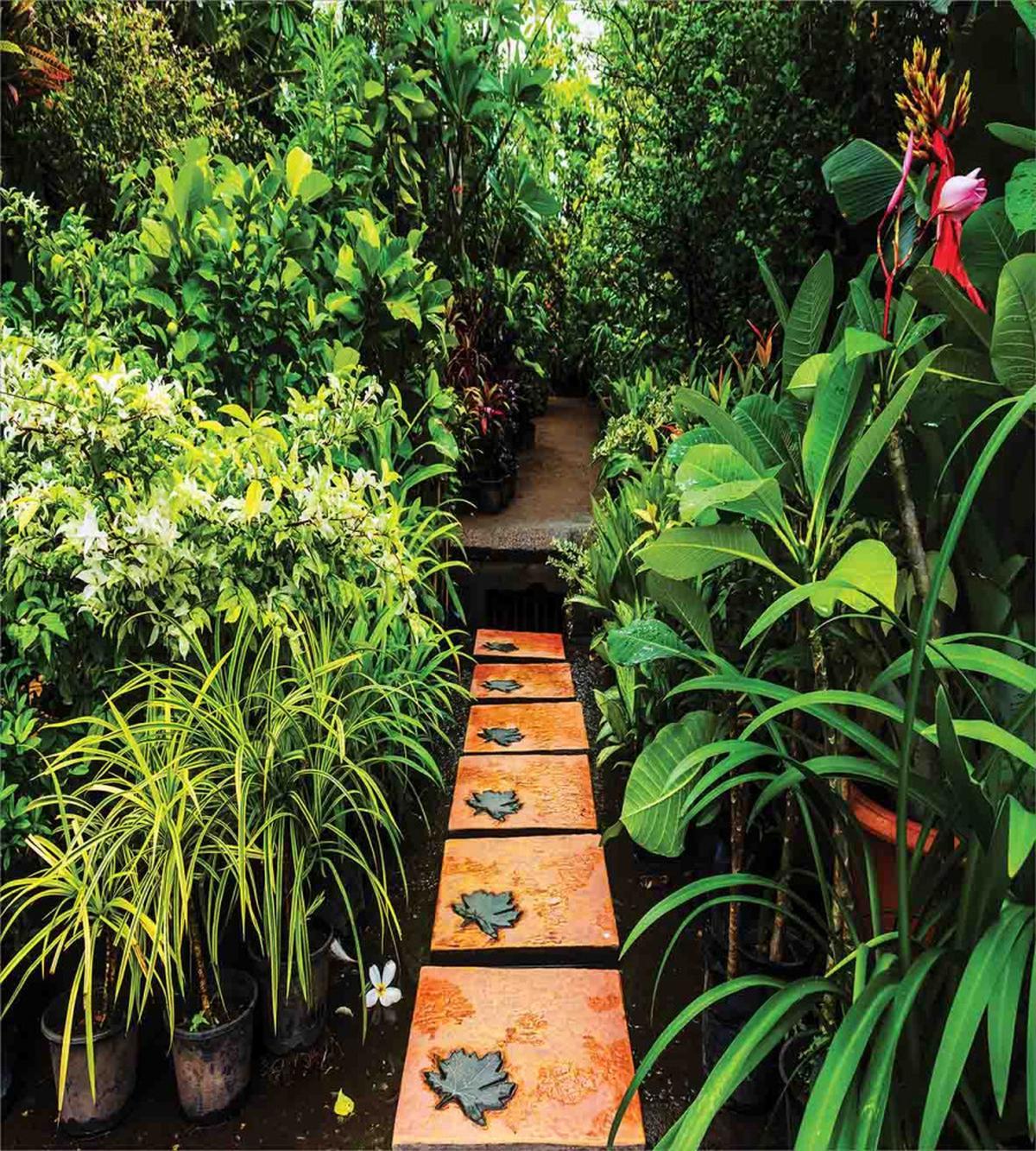 Tropical Growth — Pattern