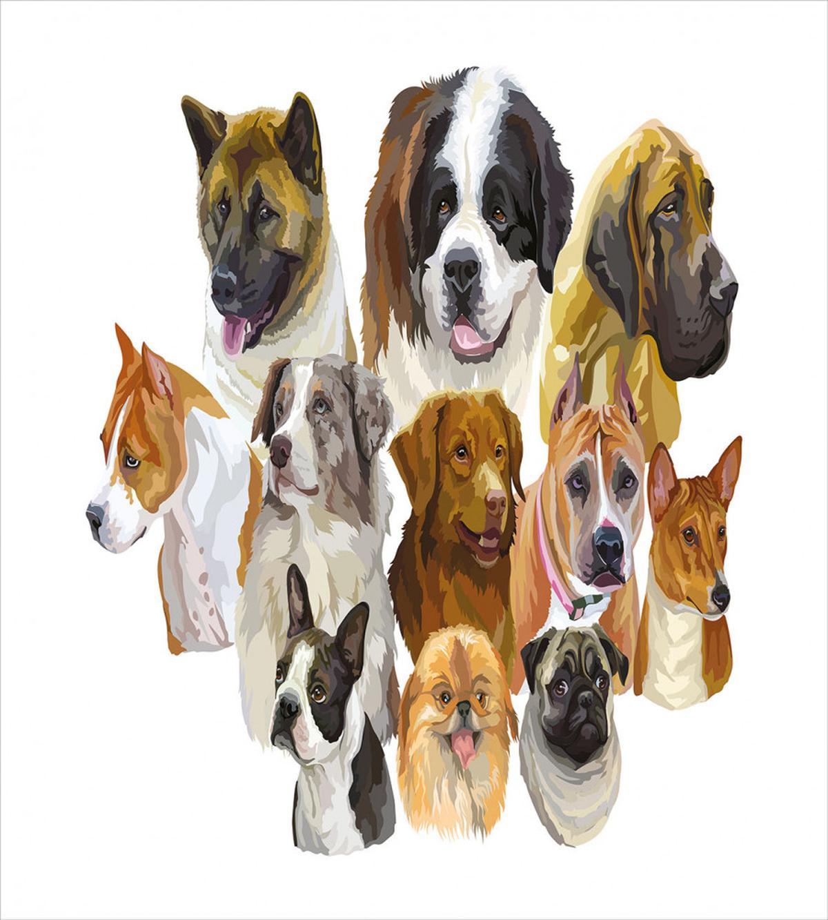 Portraits Breeds — Pattern