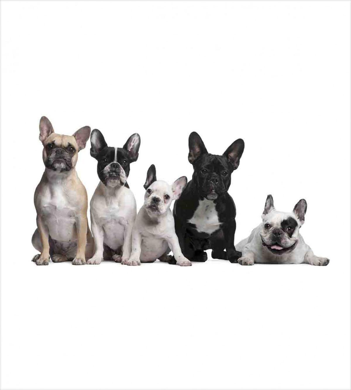 Young Doggies Photo — Pattern