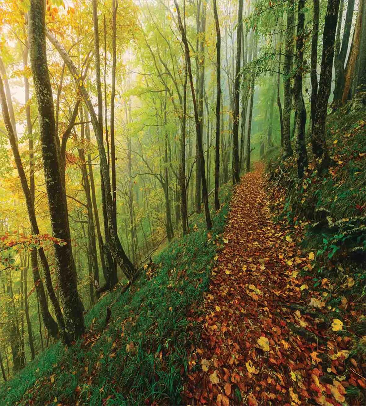 Forest Path View — Pattern
