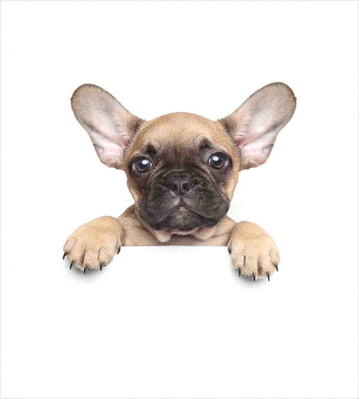 Pedigreed Young Puppy — Pattern