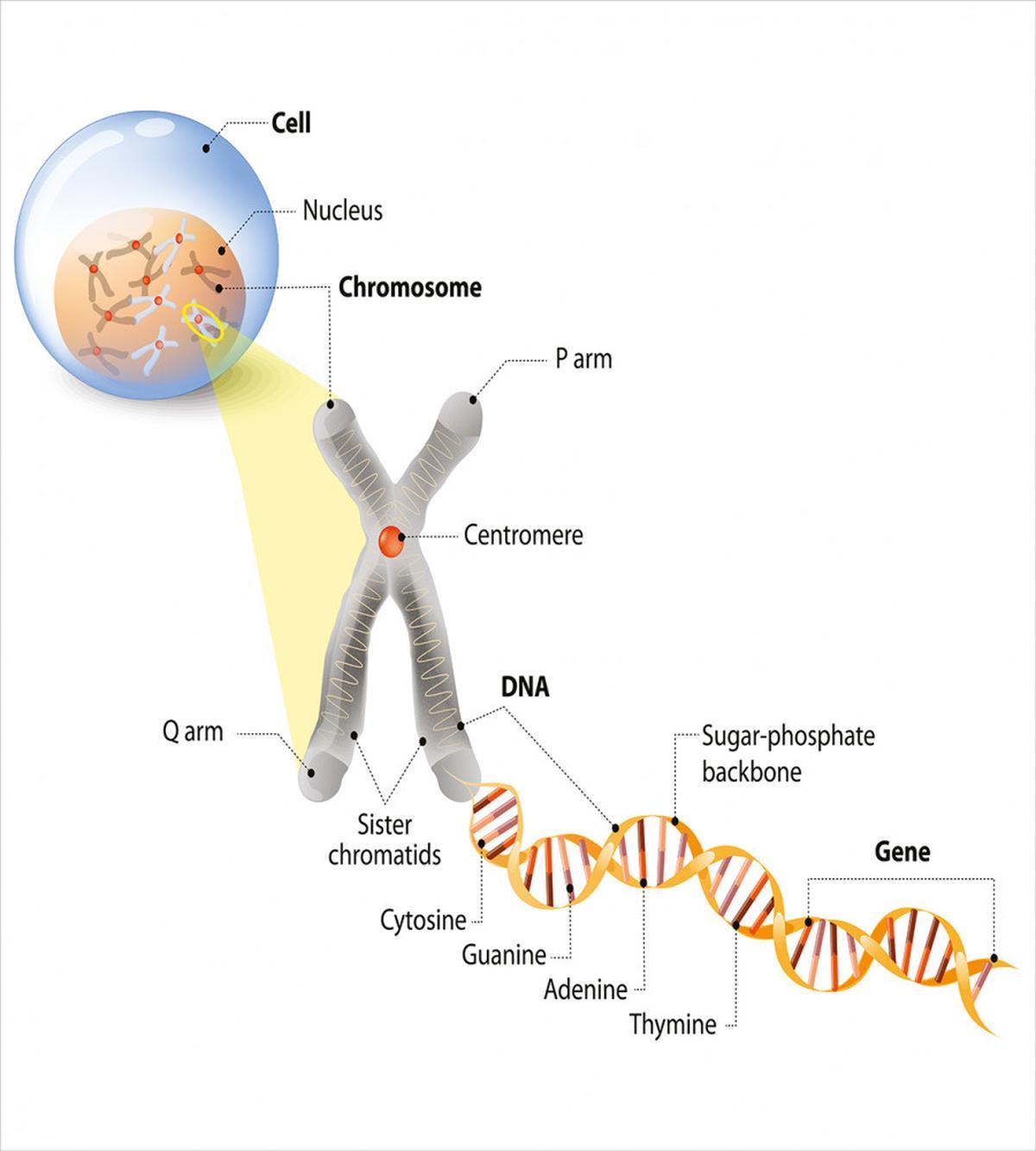DNA Gene Genome — Pattern