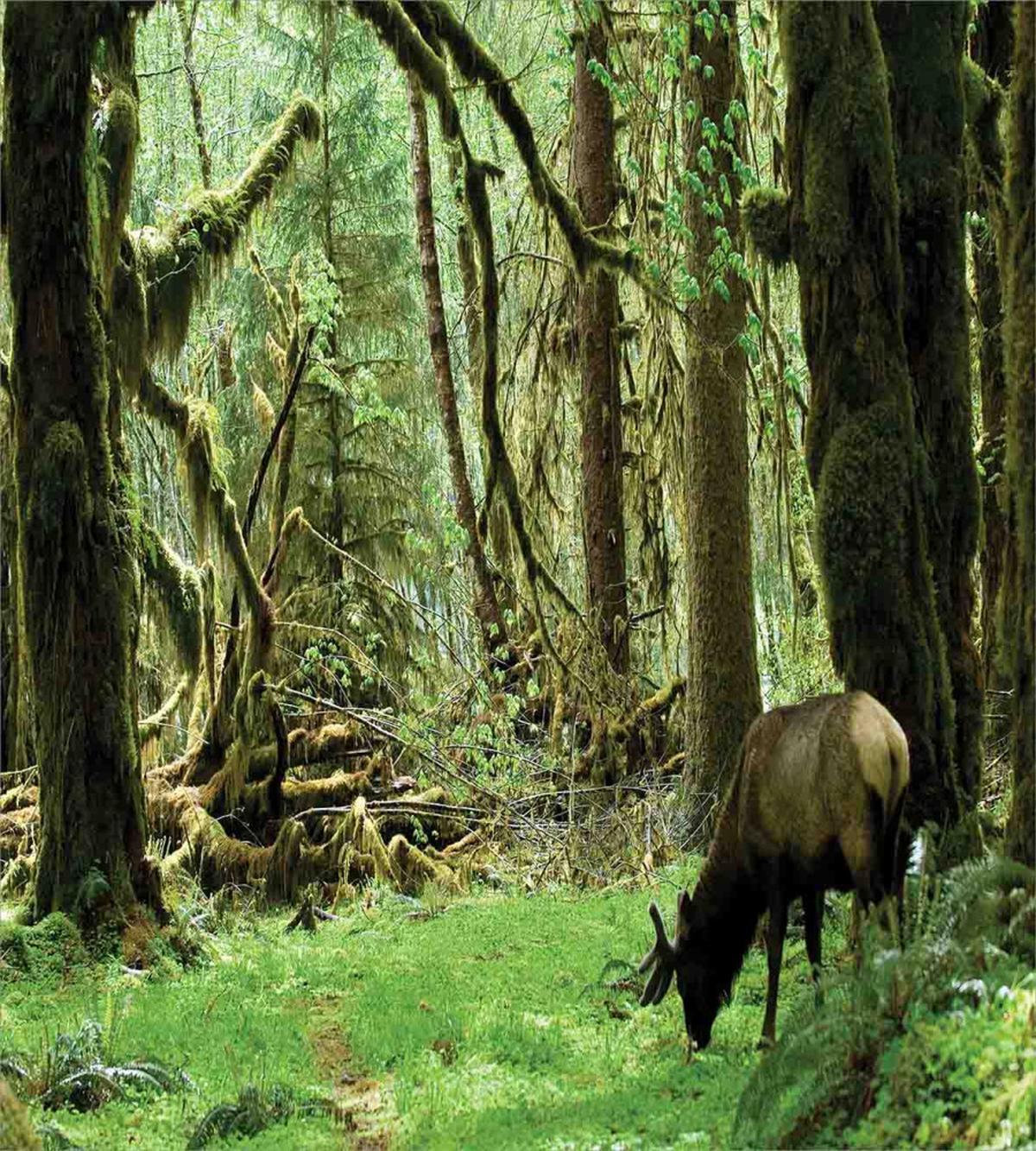 Roosevelt Elk in Park — Pattern