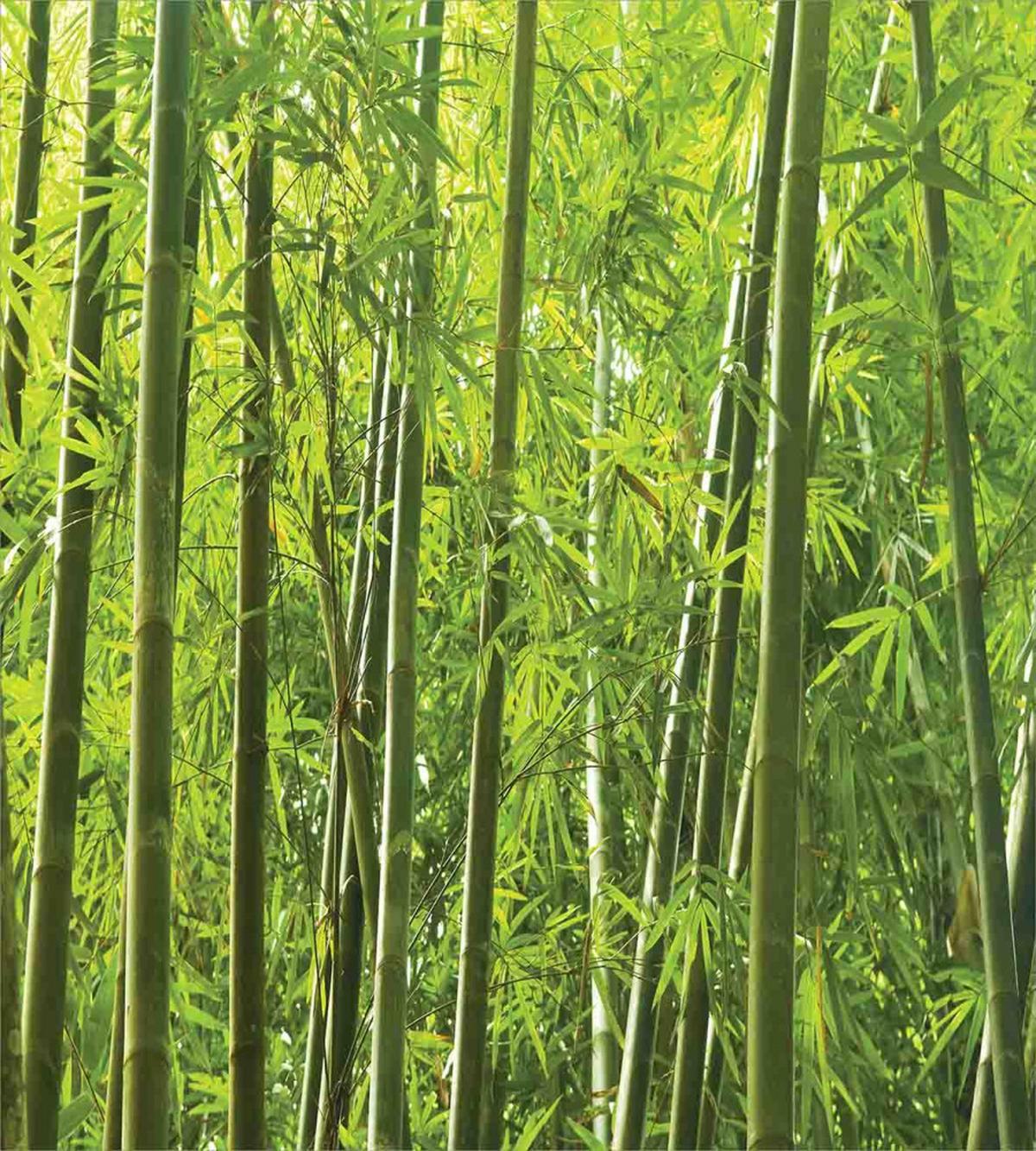 Exotic Tropical Bamboo — Pattern