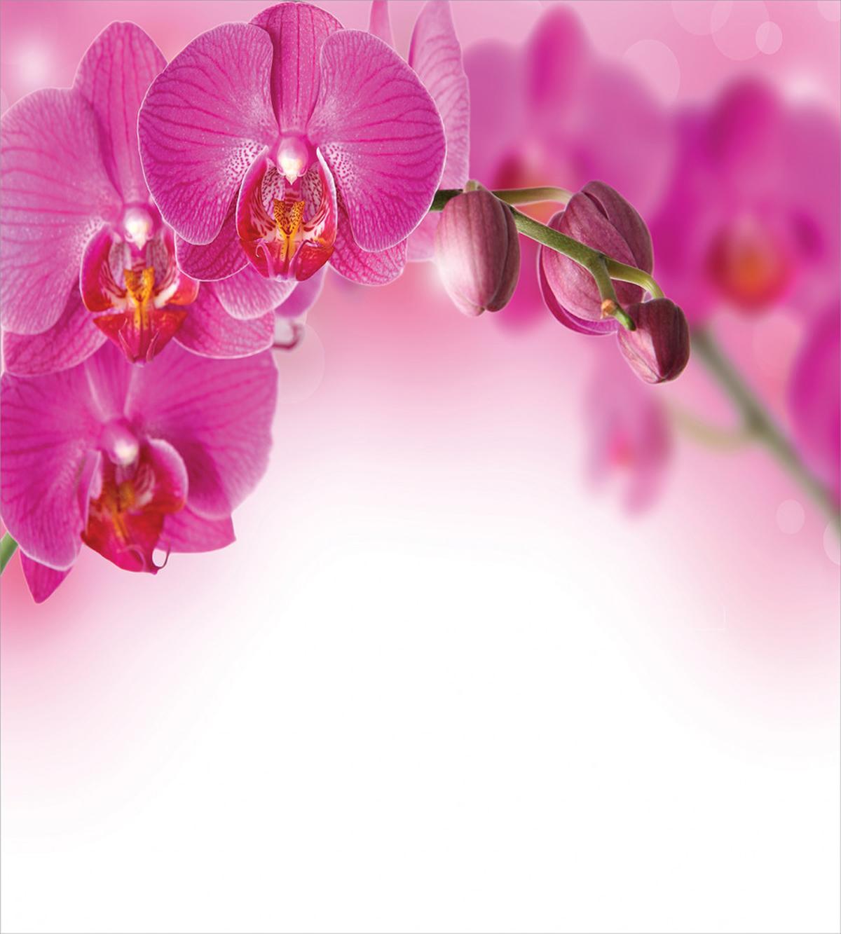Exotic Orchid Feng Shui — Pattern