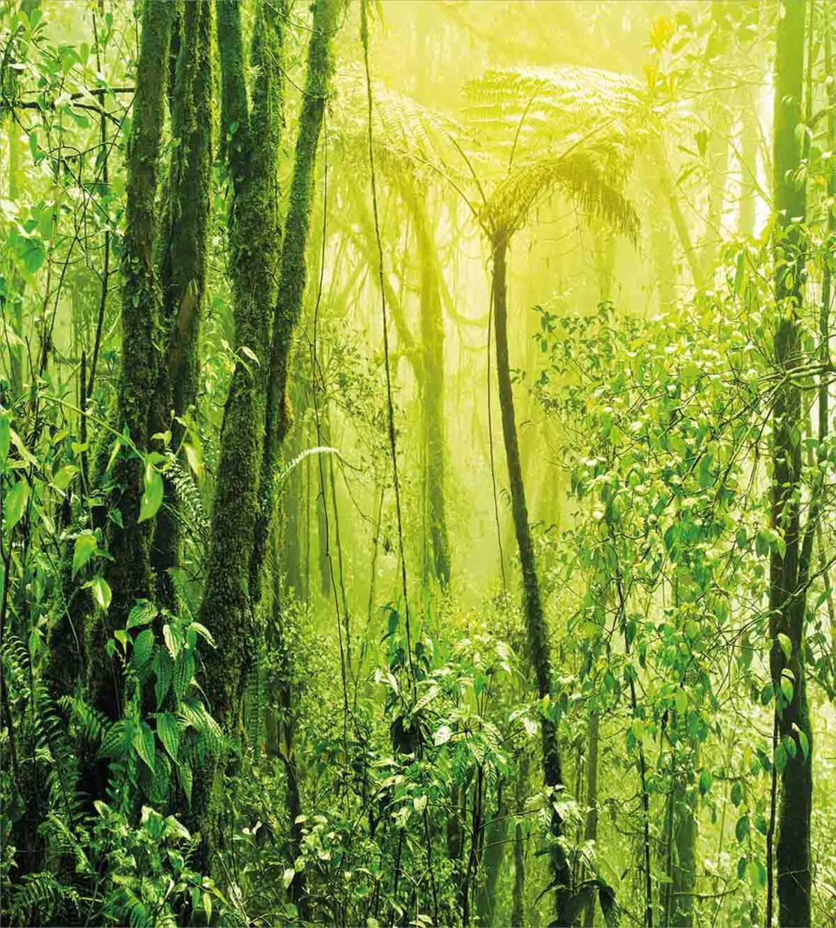 Tropical Amazon Forest — Pattern