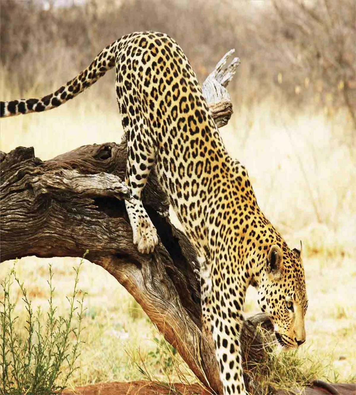 Leopard Wild Cat on Tree — Pattern