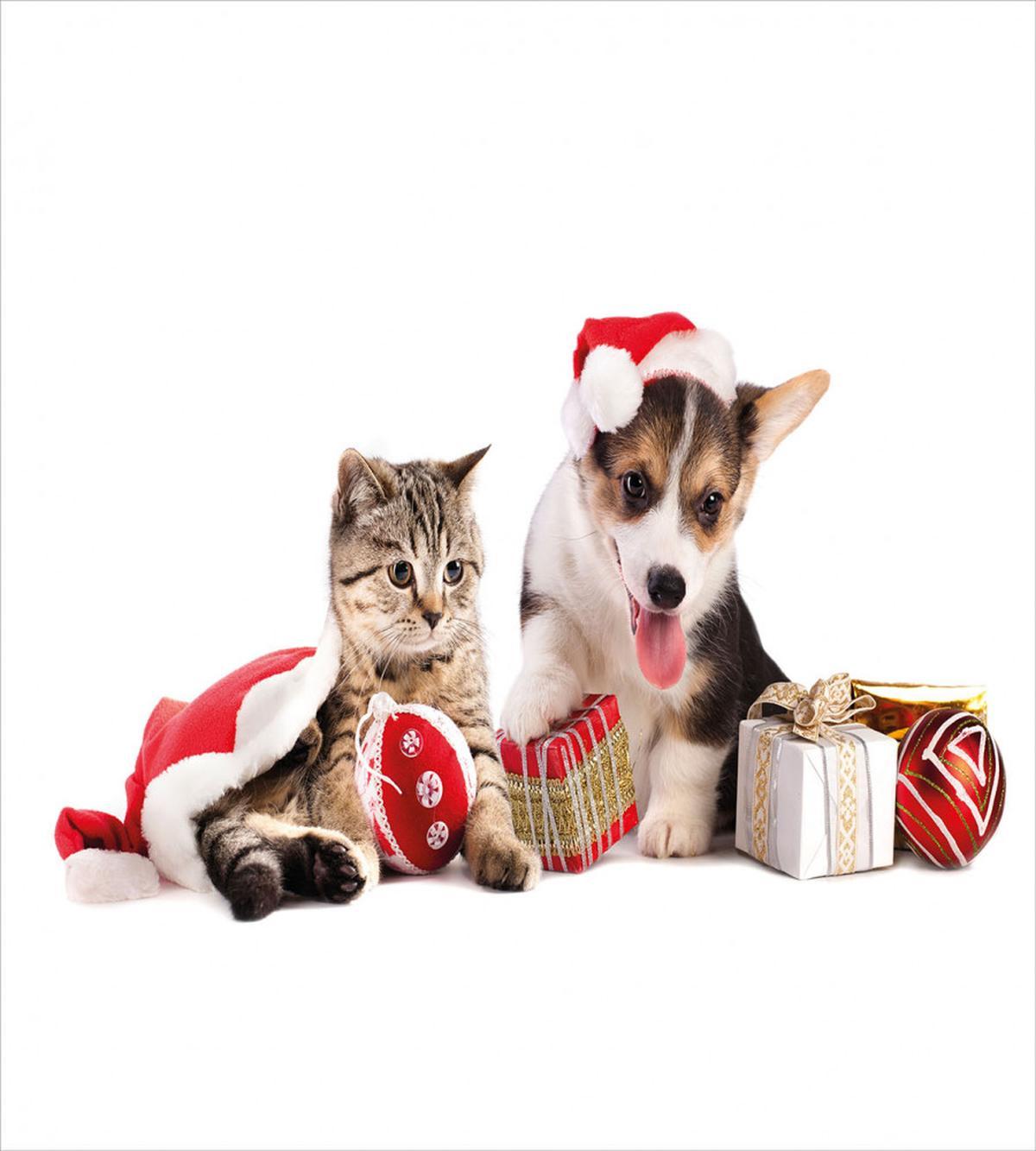 Dog Cat with Presents — Pattern