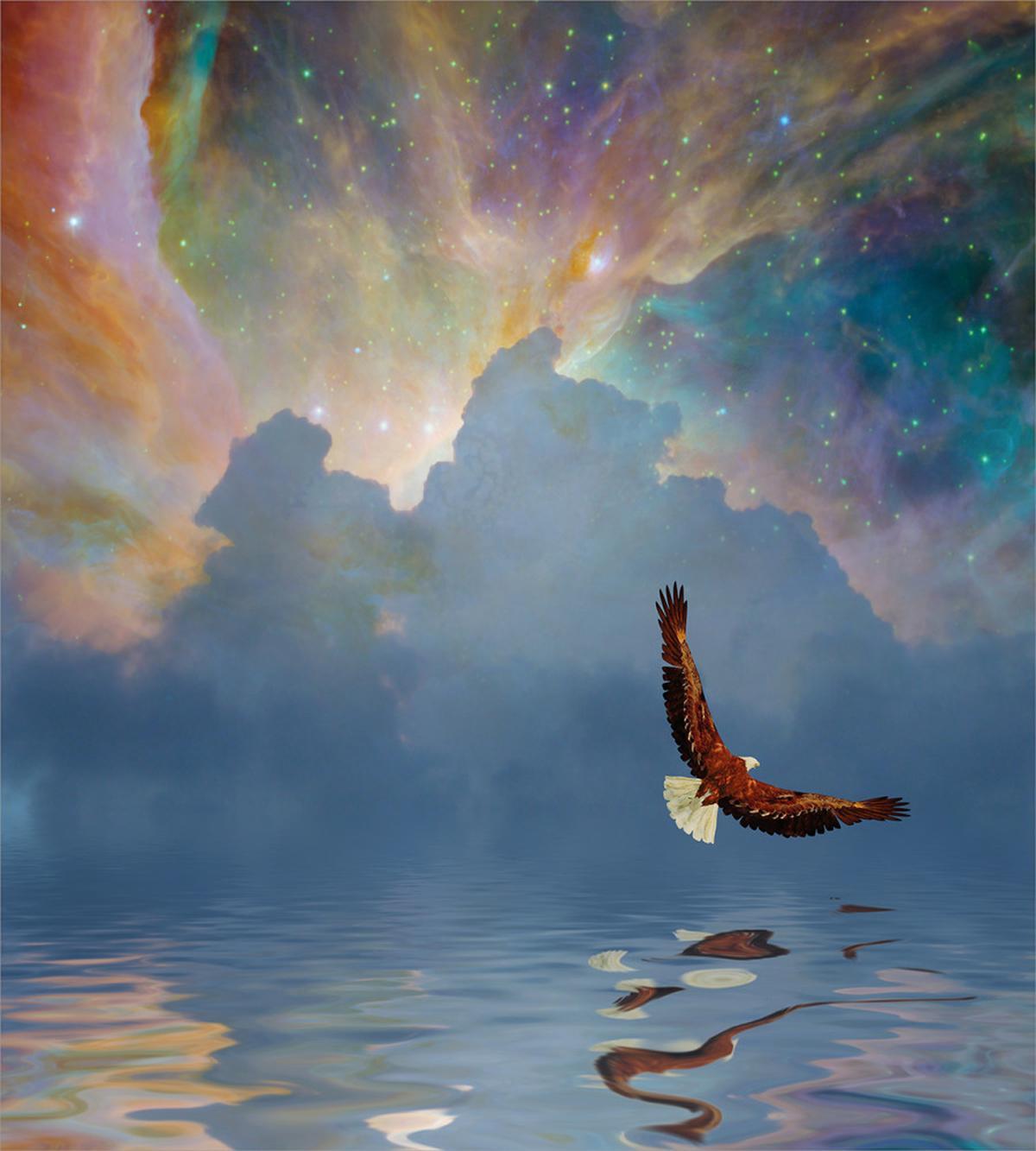 Majestic Huge Bird Flying — Pattern