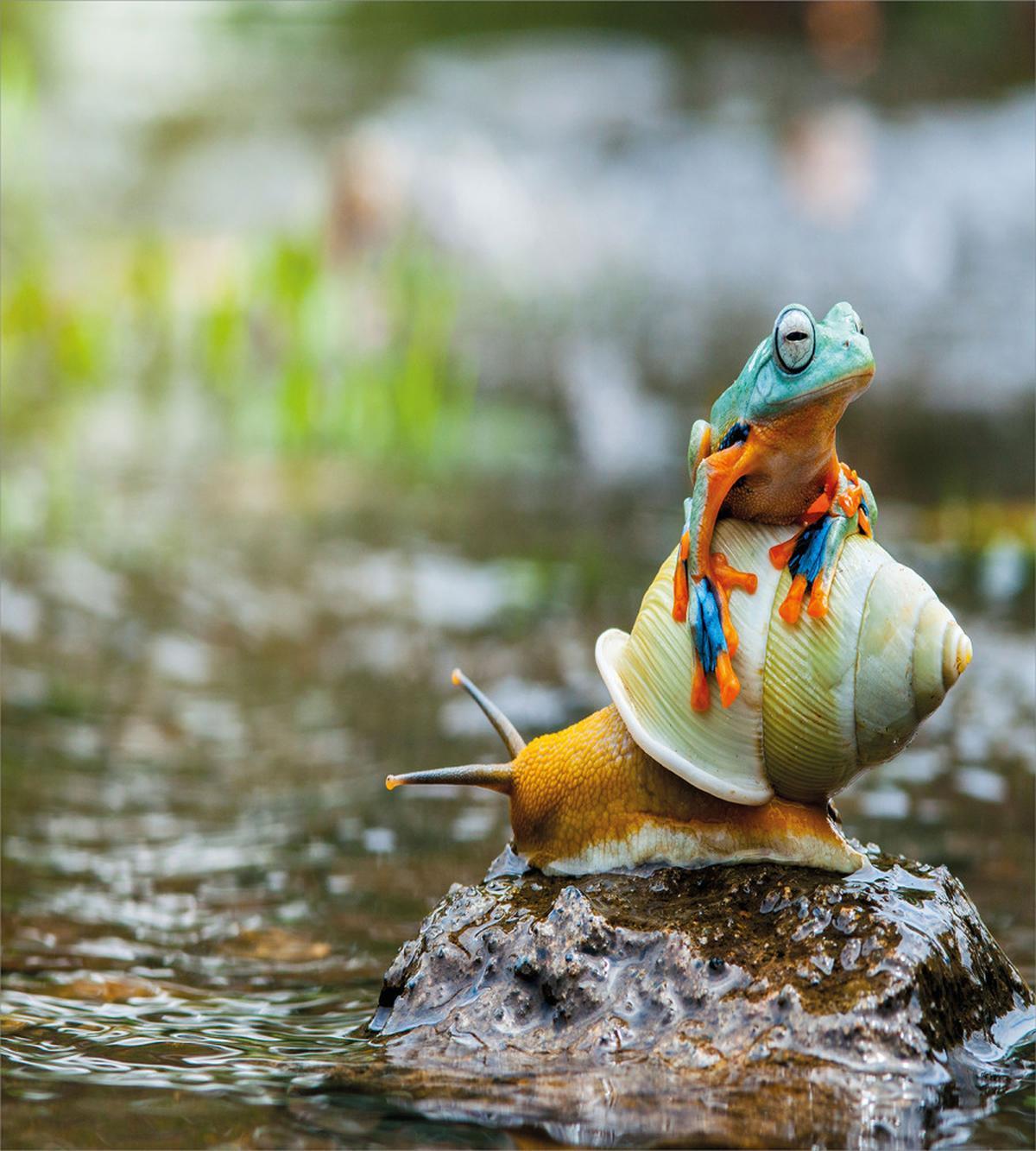 Frog Above the Snail — Pattern