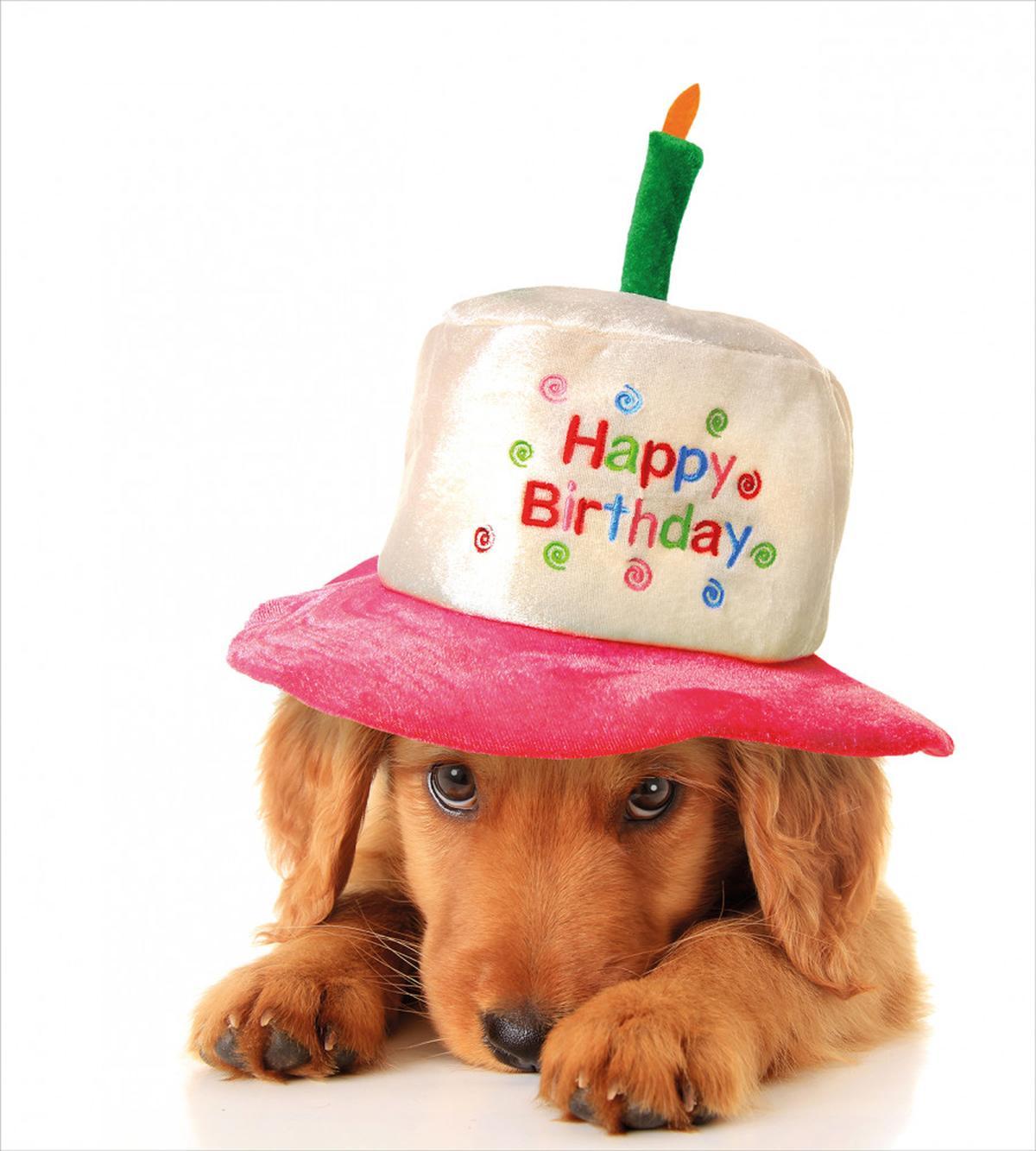Young Puppy with Hat — Pattern