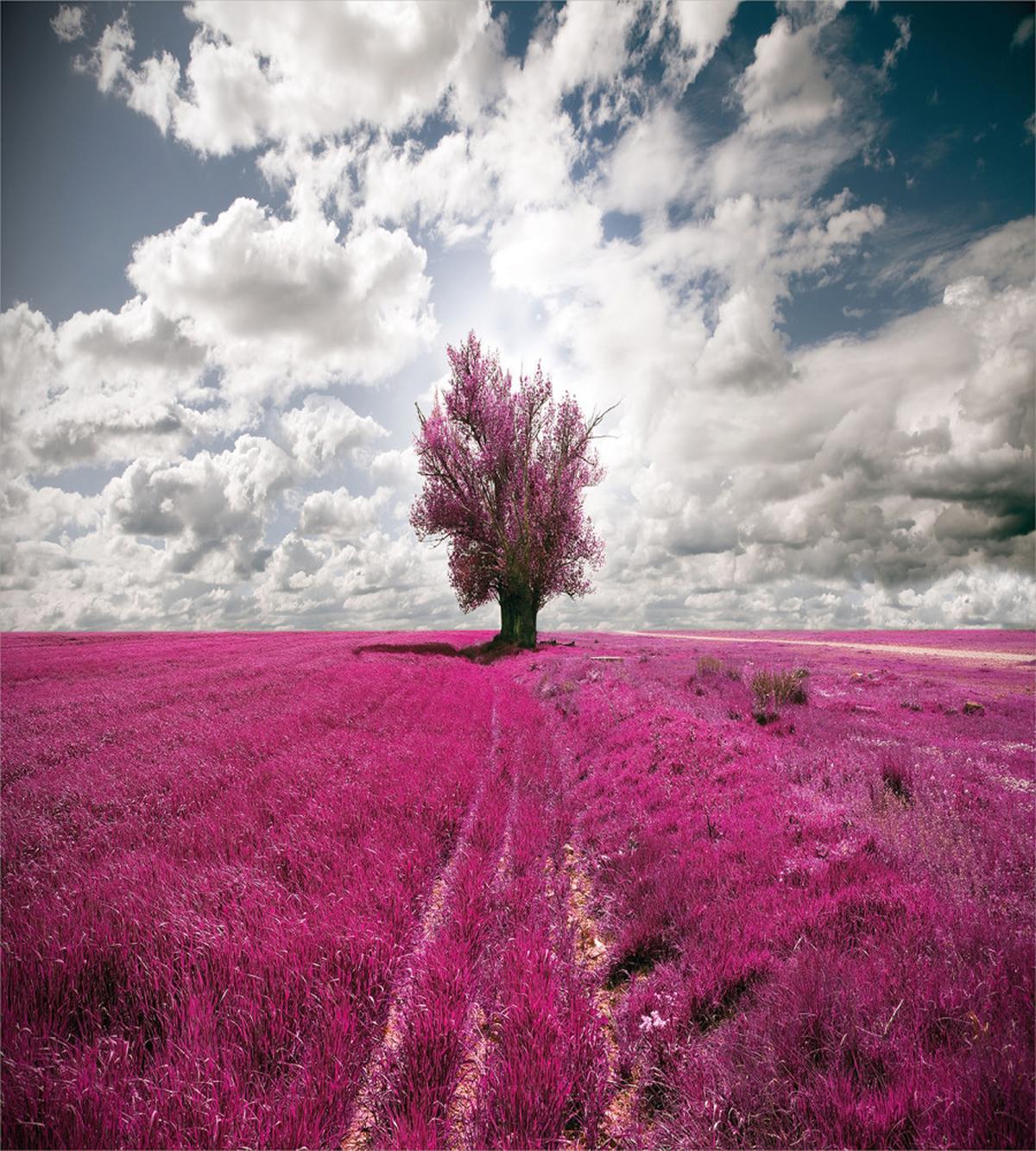 Enchanted Oniric Meadow — Pattern