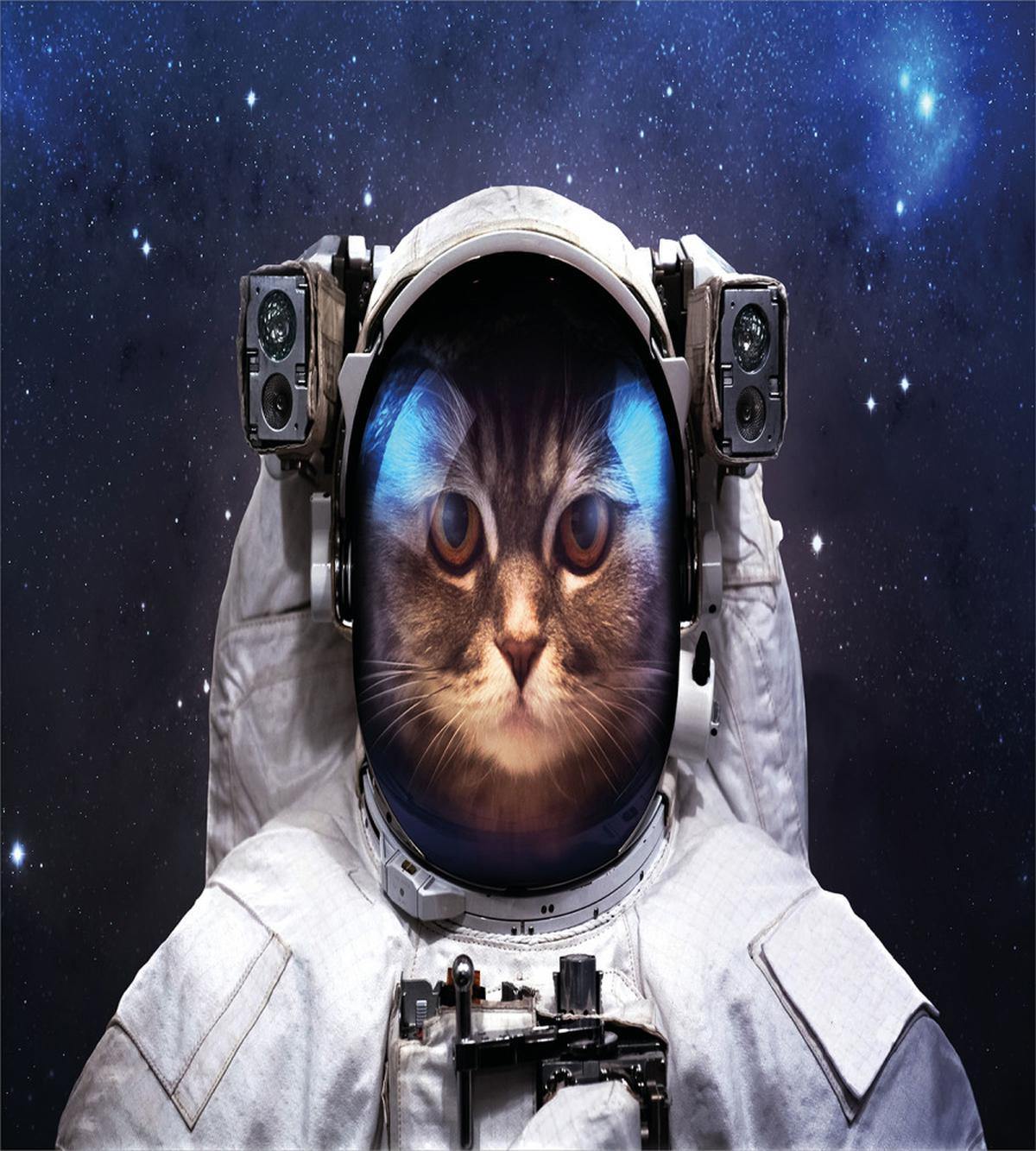 Kitty Suit in Cosmos — Pattern