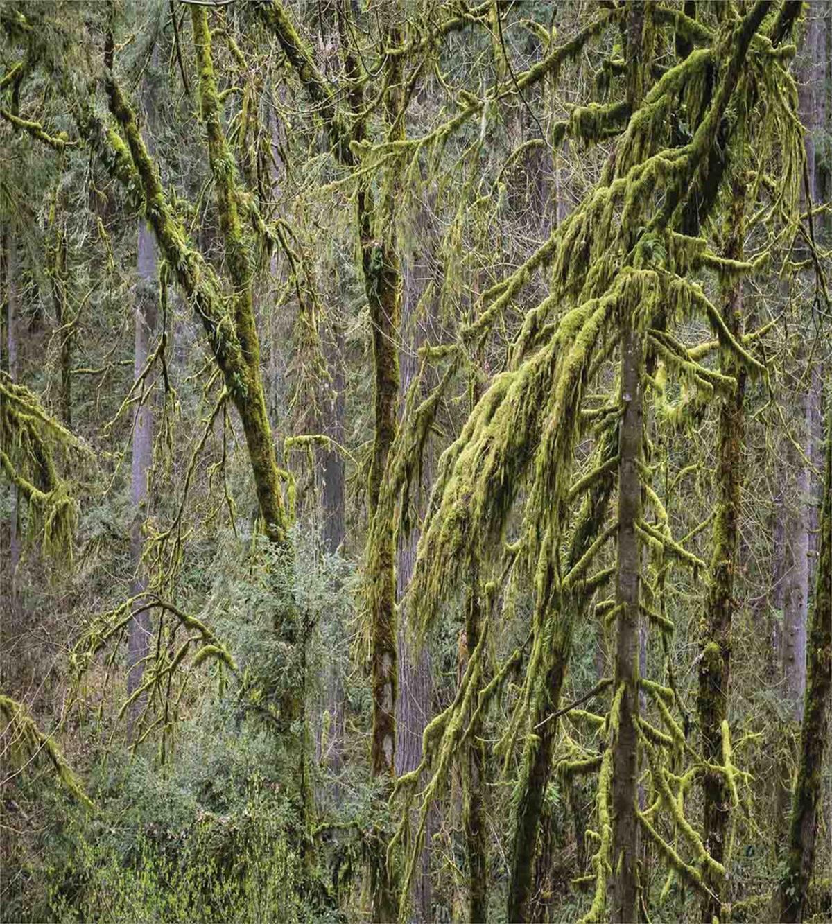 Old Pines Wild Nature — Pattern