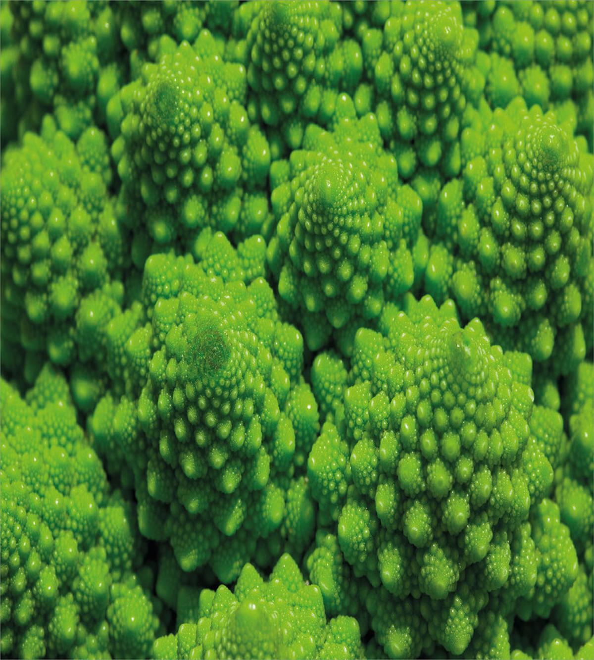 Broccoli Kale Foliage — Pattern