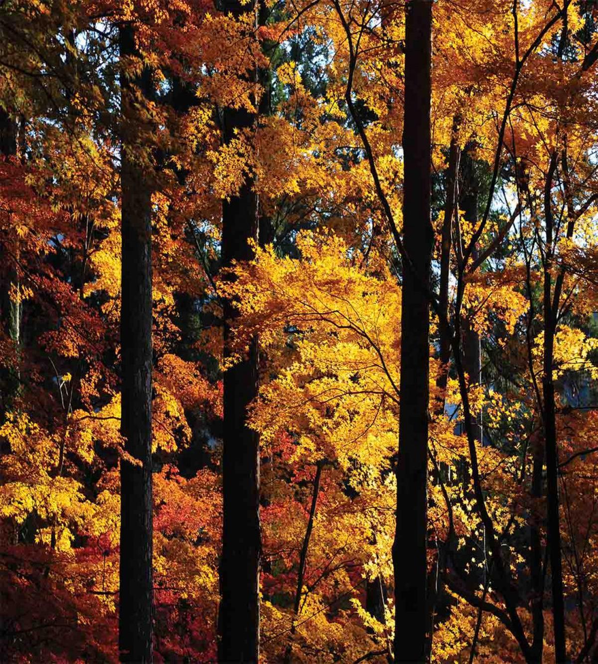Fall Tranquil Countryside — Pattern